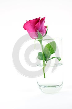 Red rose in glass and white background
