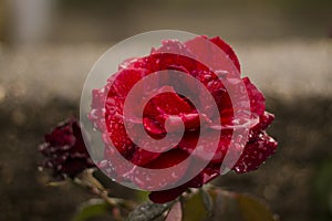 Red rose in a gloomy rainy day