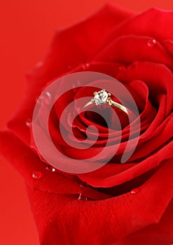 Red rose with a gold ring with a diamond