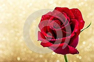 Red rose on golden glitter background.