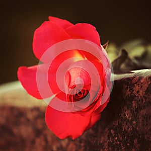 Červená růže na žula náhrobek 