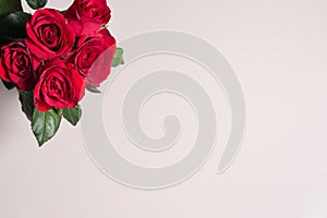 Red rose on gray background