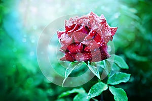 Red rose on a green background