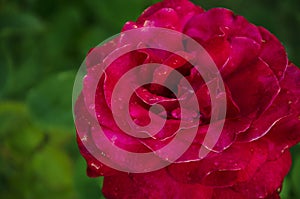 Red rose on the green background