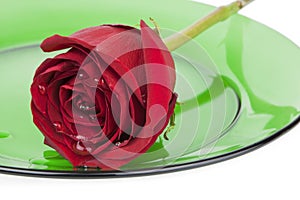 Red Rose on Green Glass Plate