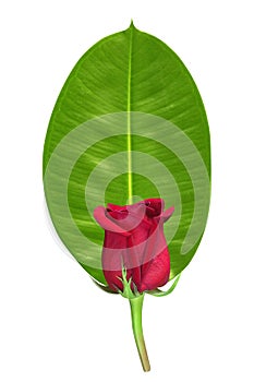 Red rose on green leaf