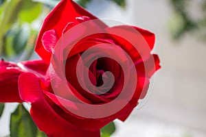 Red rose with green leaf in background