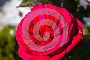 Red rose with green leaf in background