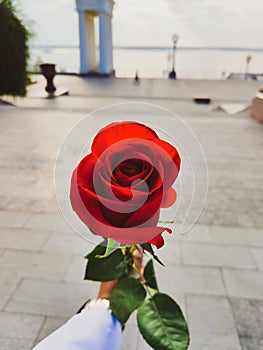 red rose with green leaves