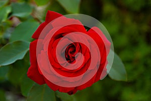 Red rose with a green leaves as background