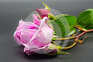 Red rose with green leaves and stem on black background