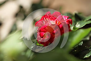 Red rose on greenbackground