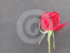 Red rose with grey textured background wallpaper