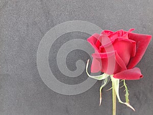 Red rose with grey textured background wallpaper