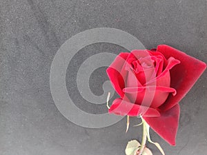 Red rose with grey textured background wallpaper