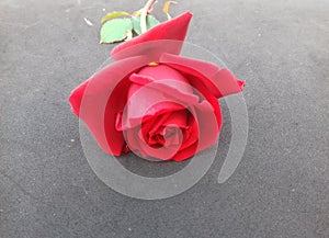 Red rose with grey textured background wallpaper