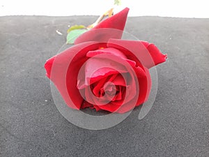 Red rose with grey textured background wallpaper