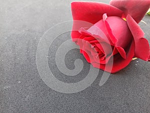 Red rose with grey textured background wallpaper