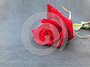 Red rose with grey textured background wallpaper