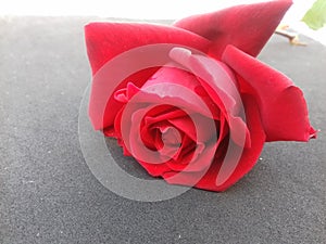 Red rose with grey textured background wallpaper