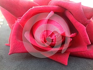 Red rose with grey textured background wallpaper