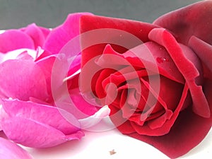 Red rose with grey and white textured background wallpaper