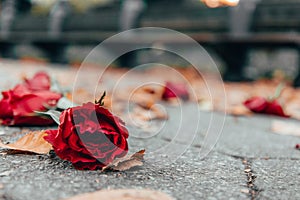 Red rose on the ground