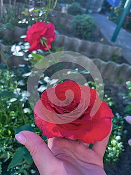 a rose growing in the garden in a woman's hand