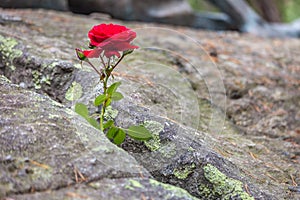 Red rose grows in a crevice photo