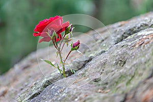 Red rose grows in a crevice photo