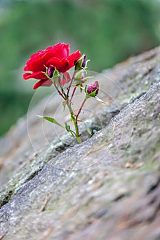 Red rose grows in a crevice photo