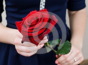 Red rose in the hands of women. Valentine's Day.