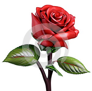 A red rose has sharp branches, leaves and thorns.