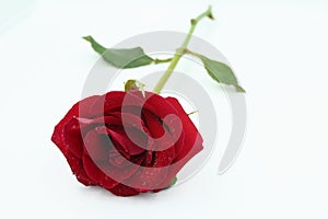 A red rose has water droplets on its petals.Red rose and water drops.