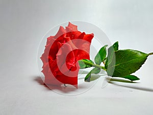 red rose hd images and wallapaper