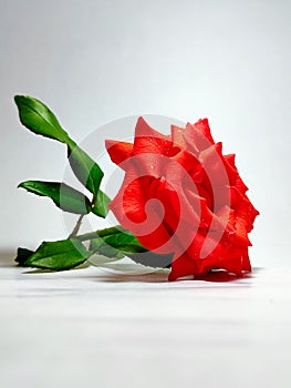 red rose hd images and wallapaper