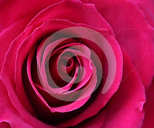 Red rose with heart, tenderness of nature, beautiful flower with tender petals