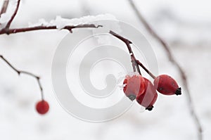 Red rose-hip berries covered with snow in a cold winter day