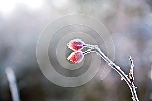 Red rose hip with ice