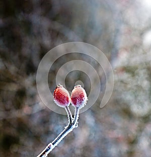 Red rose hip with ice
