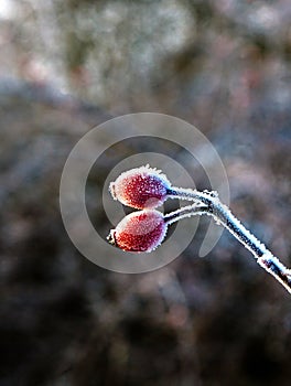 Red rose hip with ice