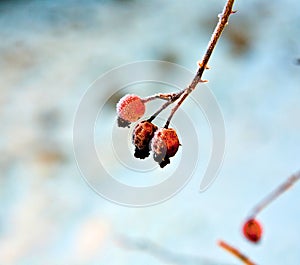 Red rose hip with ice