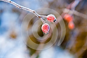 Red rose hip with ice
