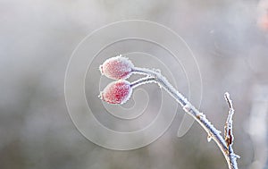 Red rose hip with ice in winter