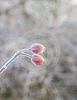 Red rose hip with ice in winter