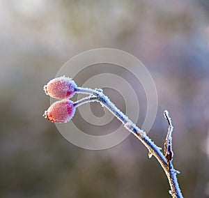 Red rose hip with ice in winter