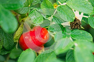 Red Rose Hip Or Rosehip, Also Called Rose Haw And Rose Hep, Is Accessory Fruit Of Rose Plant