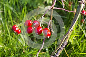 Red rose hips