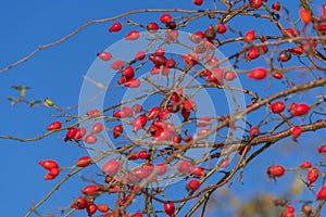 Red rose hips against background of blue clear sky