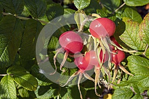Red rose hips on a beach rose bush